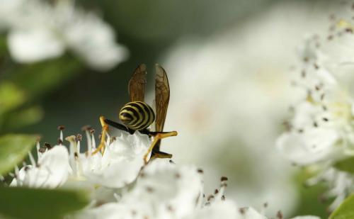 Polistes nimpha